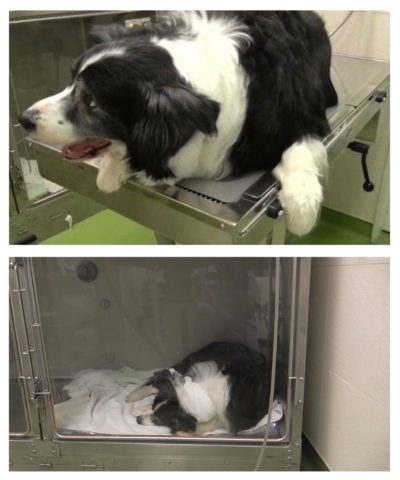 喉頭麻痺 呼吸器専門の動物病院 犬 猫の呼吸器科 旧 相模が丘動物病院